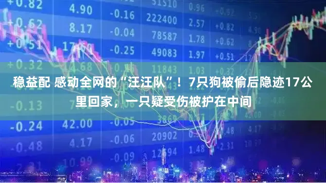 稳益配 感动全网的“汪汪队”！7只狗被偷后隐迹17公里回家，一只疑受伤被护在中间