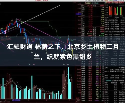 汇融财通 林荫之下，北京乡土植物二月兰，织就紫色黑甜乡