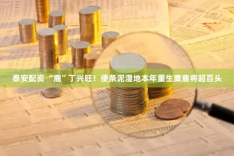 泰安配资 “鹿”丁兴旺！便条泥湿地本年重生麋鹿将超百头